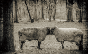 Screen Shot 2015-09-11 at 12.29.06 PM